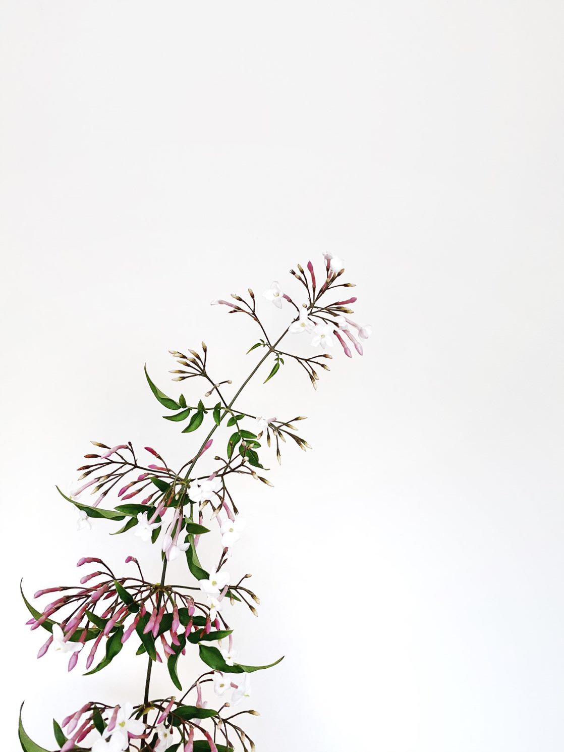 How to care for your indoor Jasmine plant like a pro
