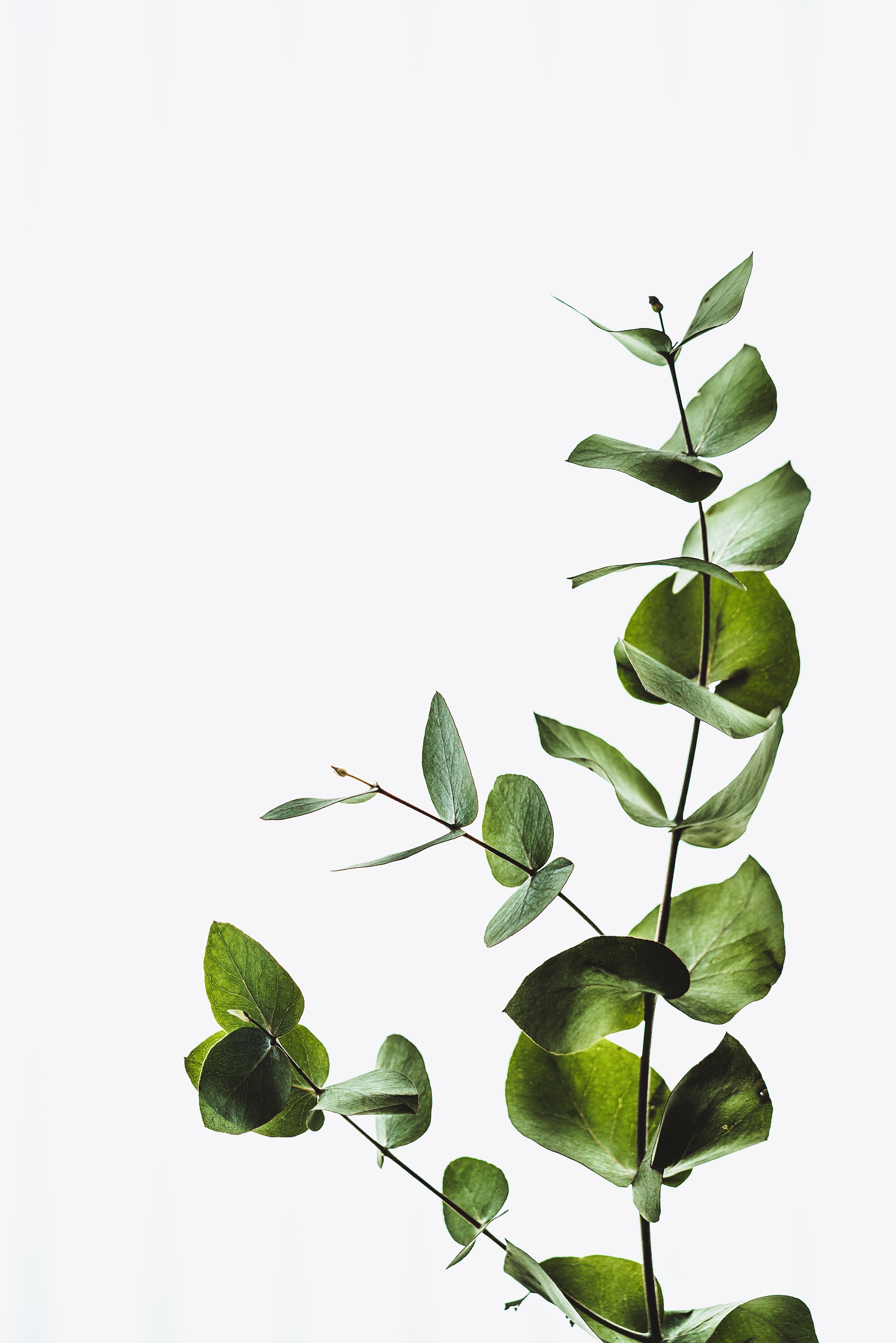 Are Essential Oils Antibacterial and Antiviral?