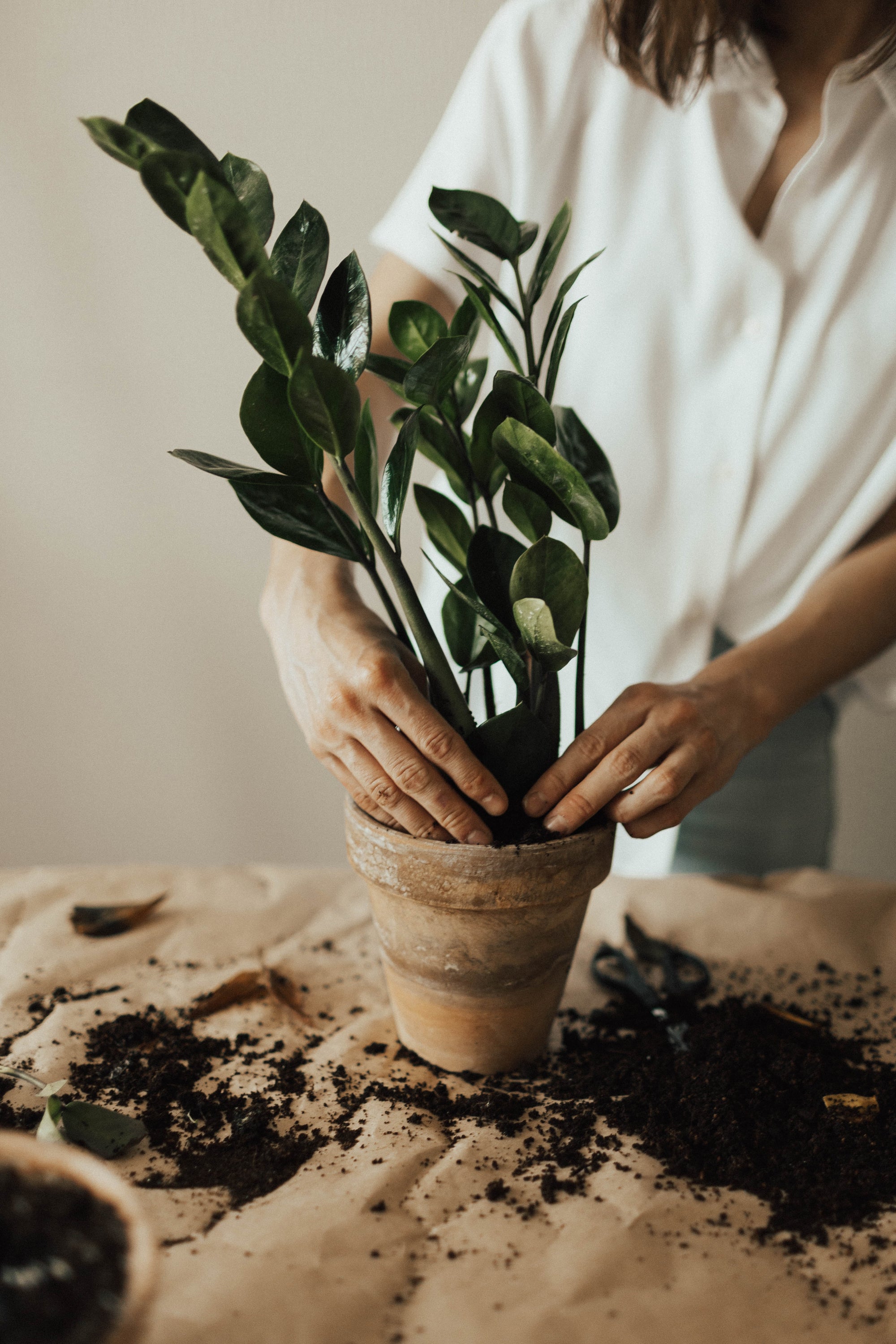 4 of the best air filtering house plants