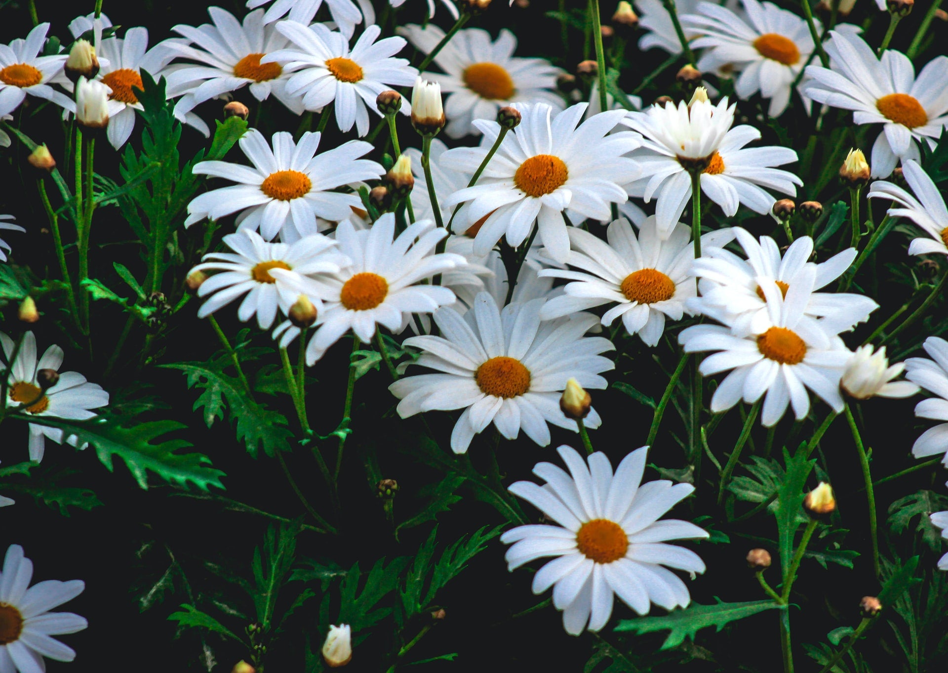 What flowers are poisonous to dogs?