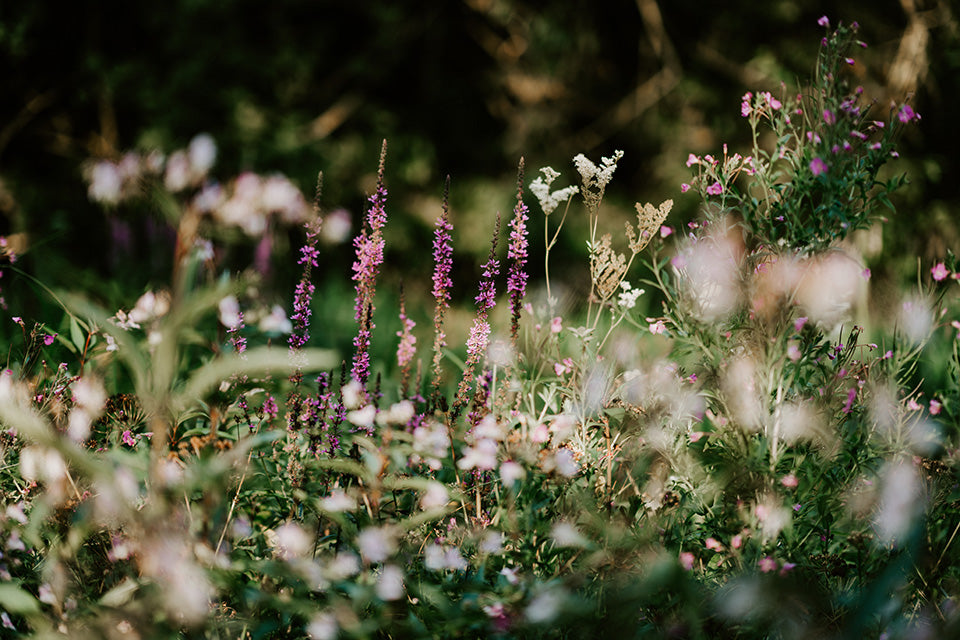 Wilton London wildflower seeds