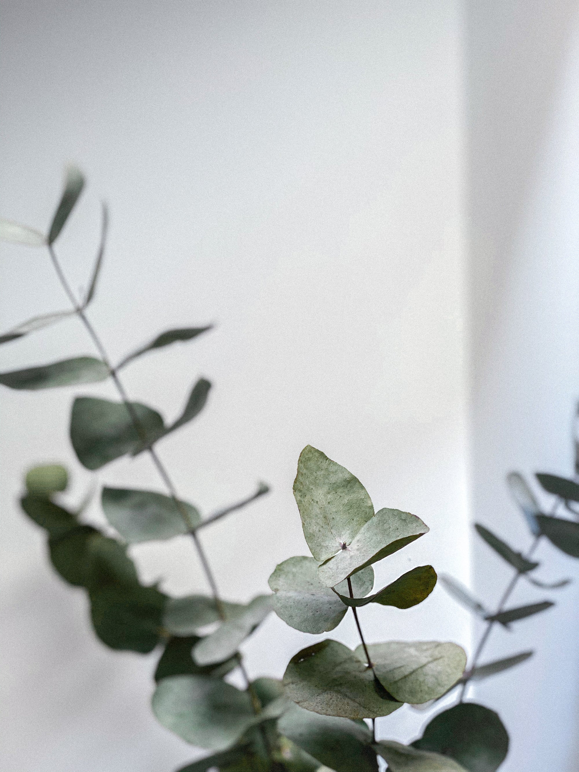 Why Hang Eucalyptus in the Shower?
